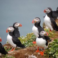 Puffins